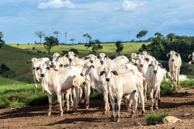 Brezilya 'da bir sığır çiftliğinin çayır bölgesinde zebu Nellore hayvanları sürüsü.