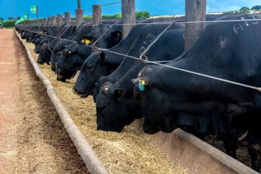 Brezilya 'da bir sığır çiftliğinin beslenme alanında bulunan Aberdeen Angus sürüsü