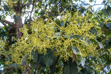 Avokado Brezilya 'daki meyve çiftliğindeki bir avokado tarlasında çiçek açıyor.