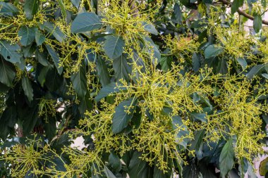 Avokado Brezilya 'daki meyve çiftliğindeki bir avokado tarlasında çiçek açıyor.