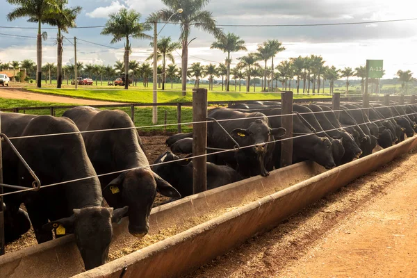 Mandria Animali Aberdeen Angus Una Zona Alimentazione Allevamento Bovino Brasile — Foto Stock