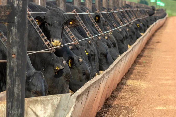 Rebaño Animales Aberdeen Angus Una Zona Alimentación Una Granja Ganado —  Fotos de Stock