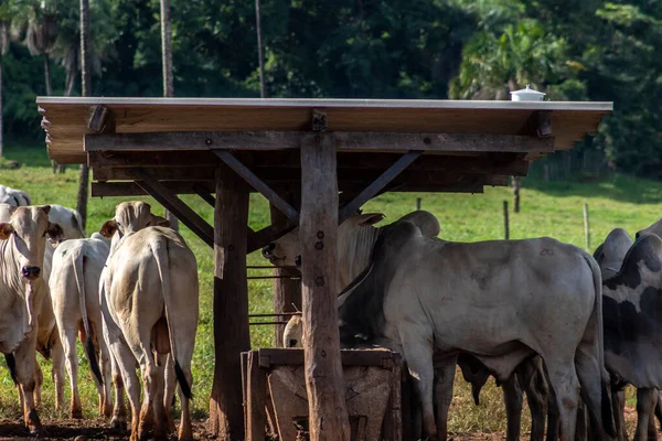 Besättning Zebu Nellore Djur Ett Utfodringsområde Nötkreatursgård Brasilien — Stockfoto