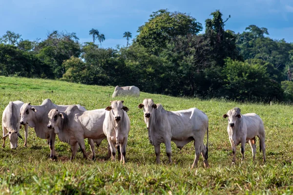 Rebaño Animales Zebú Nellore Una Zona Pastoreo Una Granja Ganado —  Fotos de Stock