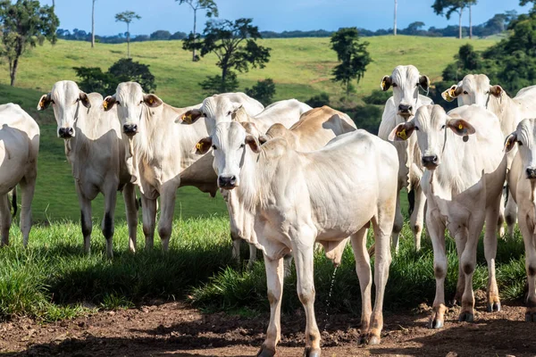 브라질의 쇠고기 목초지에 동물들의 — 스톡 사진