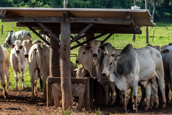 Herd Zebu Nellore Animals Feeder Area Beef Cattle Farm Brazil — Stock Photo, Image