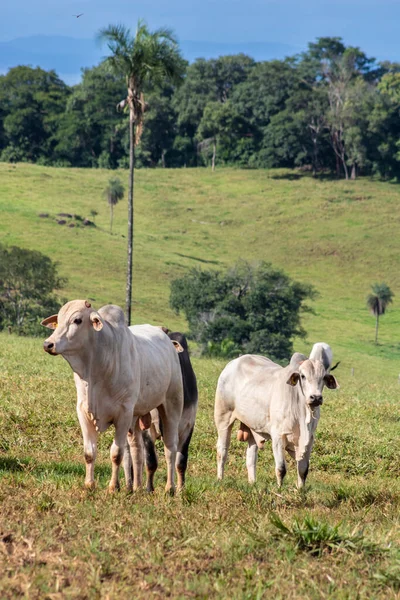 Rebaño Animales Zebú Nellore Una Zona Pastoreo Una Granja Ganado —  Fotos de Stock