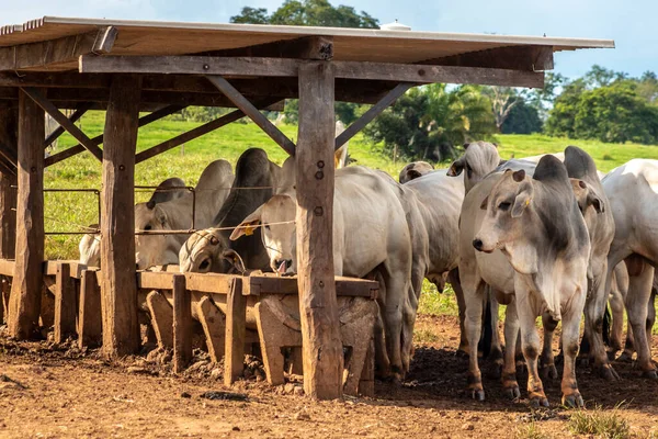브라질의한 농장의 지역에서 동물들의 — 스톡 사진