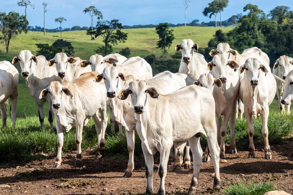 Rebaño Animales Zebú Nellore Una Zona Pastoreo Una Granja Ganado —  Fotos de Stock