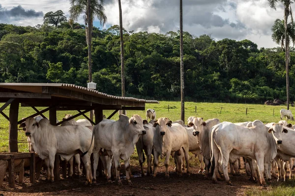 Стадо Зебу Неллор Животных Области Кормушки Мясной Фермы Бразилии — стоковое фото