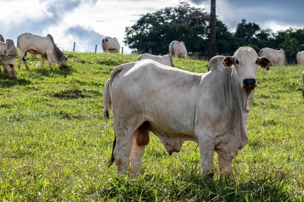 Besättning Zebu Nellore Djur Betesmark Nötkreatursgård Brasilien — Stockfoto