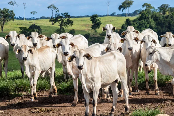 Rebanho Zebu Nelore Área Pastagem Uma Fazenda Bovinos Corte Brasil — Fotografia de Stock