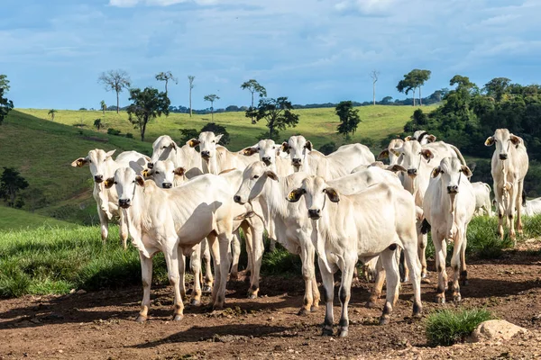 Besättning Zebu Nellore Djur Betesmark Nötkreatursgård Brasilien — Stockfoto