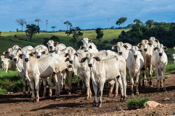 Herd Van Zebu Nellore Dieren Een Weidegebied Van Een Rundveehouderij — Stockfoto