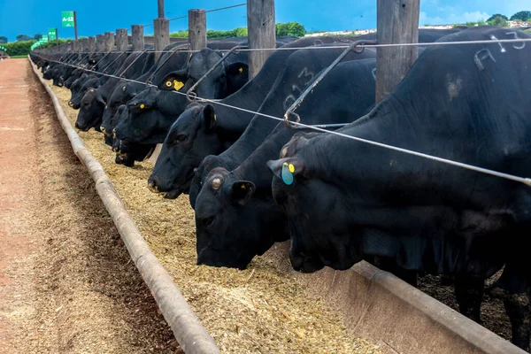 Herd Van Aberdeen Angus Dieren Een Voedergebied Van Een Rundveehouderij — Stockfoto