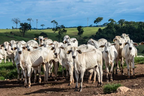 Rebanho Zebu Nelore Área Pastagem Uma Fazenda Bovinos Corte Brasil — Fotografia de Stock