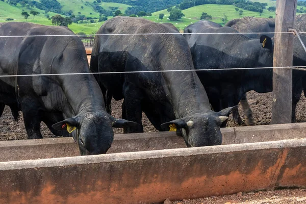 Rebaño Animales Aberdeen Angus Una Zona Alimentación Una Granja Ganado —  Fotos de Stock