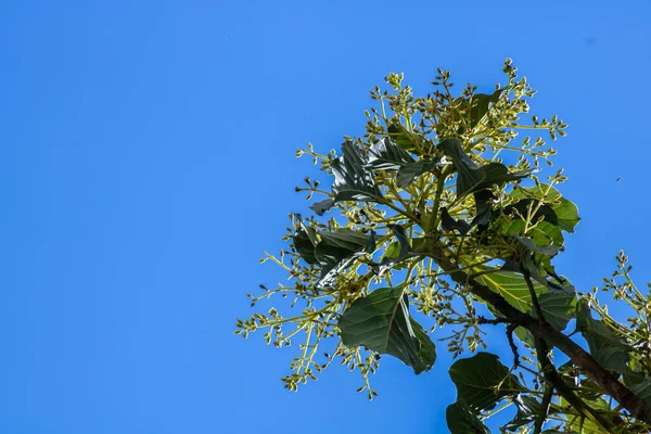 Floração Abacate Uma Plantação Abacate Fazenda Frutas Brasil — Fotografia de Stock