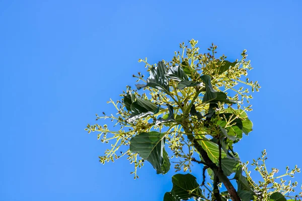 Avokado Brezilya Daki Meyve Çiftliğindeki Bir Avokado Tarlasında Çiçek Açıyor — Stok fotoğraf
