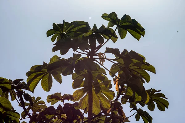 Embauba Drzewo Atlantic Rainforest Brazylii — Zdjęcie stockowe