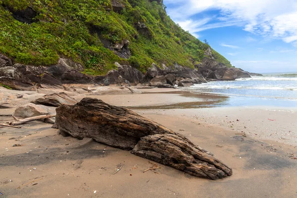 Klipper Træer Ved Stranden Smuk Solrig Dag Atlanterhavsskov Brasilien - Stock-foto