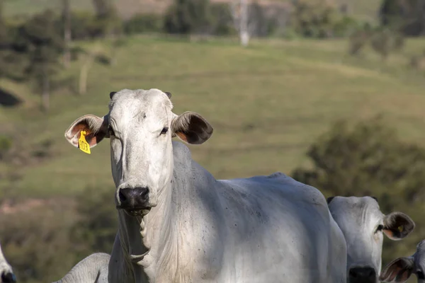 Herd Nelore Cattle Grazing Pasture Brazilian Ranch — 스톡 사진