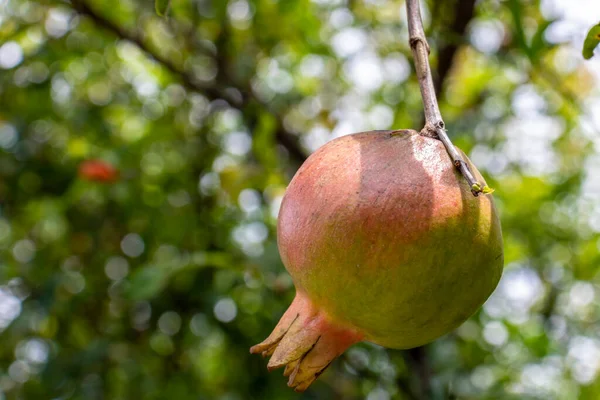 Ripe Green Pomegranate Fruit Tree Branch Foliage Background — Stock Photo, Image