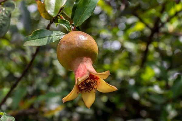 Ripe Green Pomegranate Fruit Tree Branch Foliage Background — Stock Photo, Image