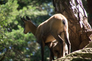 İsviçre 'de hayvan güveci