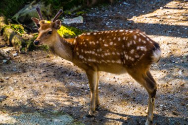 İsviçre 'de hayvan güveci