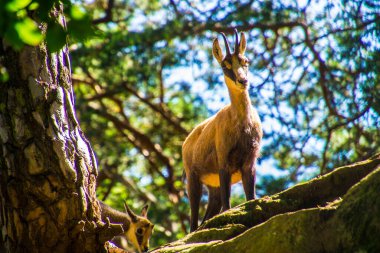 İsviçre 'de hayvan güveci