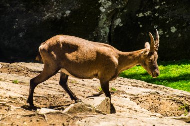 İsviçre 'de hayvan güveci