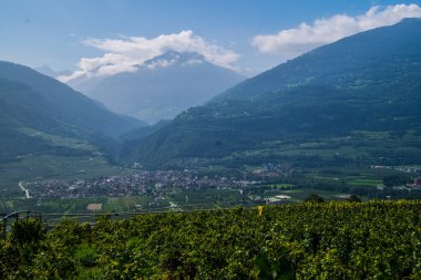 İsviçre 'de Valais' de bir üzüm bağında
