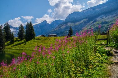 İsviçre 'de Valais' de Retaud Gölü 'nde diableretler