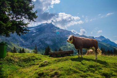 İsviçre 'de Valais' de Retaud Gölü 'nde diableretler