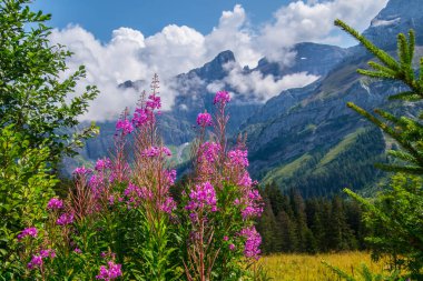 İsviçre 'de Valais' de Retaud Gölü 'nde diableretler