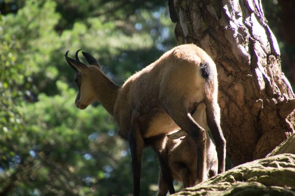 İsviçre 'de hayvan güveci