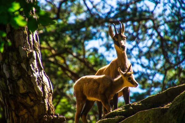 İsviçre 'de hayvan güveci