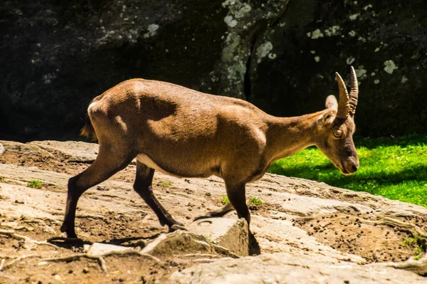 İsviçre 'de hayvan güveci