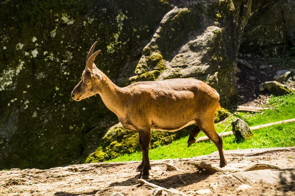 Chamois Animal Swiss — Stock Photo, Image