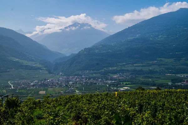 İsviçre 'de Valais' de bir üzüm bağında