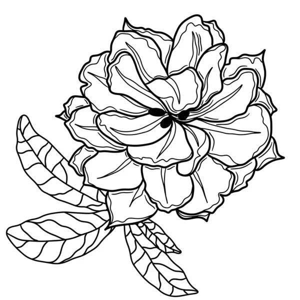 Flower Black Line Contour Coloring Book Page Flower Vector Coloring — 스톡 벡터