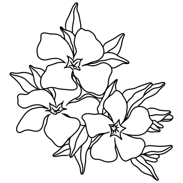 Flower Black Line Contour Coloring Book Page Flower Vector Coloring — Vector de stock