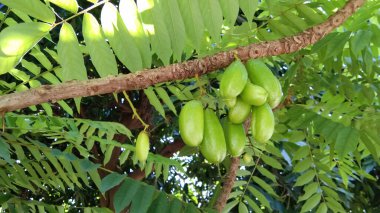 WuluhWuluh yıldız meyvesi genellikle sebze ya da ekşi yıldız meyvesi olarak adlandırılır çünkü oldukça ekşi bir tadı vardır ve genellikle pişirme baharatı ya da bitkisel ilaç olarak kullanılır.. 