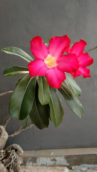 Rosa Frangipani Blüten Blühen Garten — Stockfoto