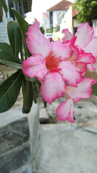 Pembe frangipani çiçekleri açıyor.
