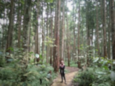 Homojen Ormanı 'nın odaklanmış soyut arkaplanı