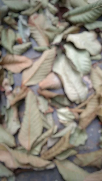 Defokussierte Abstrakte Hintergrund Von Trockenen Blättern — Stockfoto