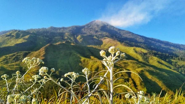 Anaphalis javanica with mountain background, known popularly as Java Edelweiss or Senduro Flower, is a plant endemic to the alpina/montana zone in various high mountains of the archipelago