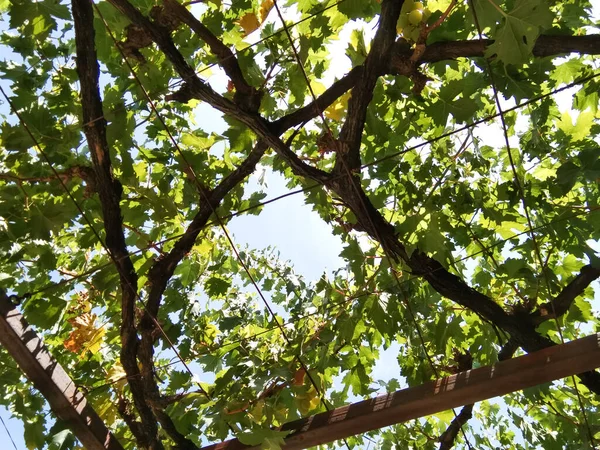 vines seen from below with a slight touch of silhouette against a very clear sky background